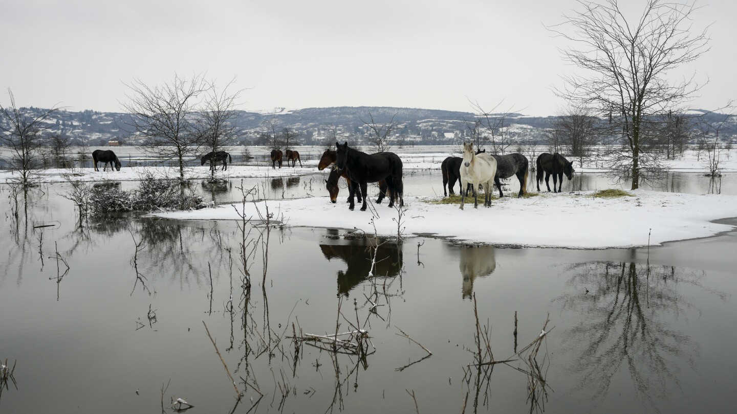 Сръбските власти помагат за евакуирането на крави и коне, блокирани на речен остров в студено време