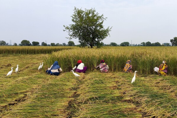 Females collect wheat on a farm in Nanu town in Uttar Pradesh state, India, on Oct. 17, 2023. As the yearly U.N.-led environment top referred to as COP is set to assemble later on this month in Abu Dhabi, professionals are advising policymakers to react to environment modification's out of proportion influence on females and ladies, specifically where hardship makes them more susceptible. (Uzmi Athar/Press Trust of India through AP)