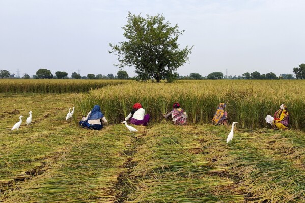 Women harvest wheat on a farm in Nanu village in Uttar Pradesh state, India, on Oct. 17, 2023. As the annual U.N.-led climate summit known as COP is set to convene later this month in Abu Dhabi, experts are urging policymakers to respond to climate change’s disproportionate impact on women and girls, especially where poverty makes them more vulnerable. (Uzmi Athar/Press Trust of India via AP)