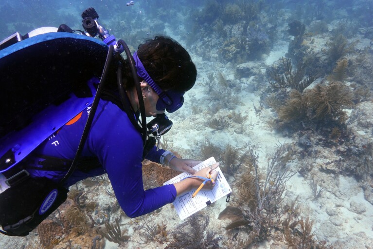 Research associate Catherine Lachnit checks coral for signs of bleaching on Paradise Reef, Friday, Aug. 4, 2023, near Key Biscayne, Fla. (AP Photo/Wilfredo Lee)