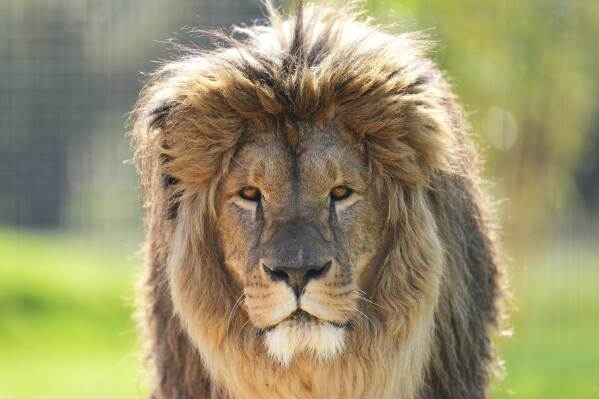 Rori a lion rescued from Ukraine settles into his new forever home at The Big Cat Sanctuary, near Ashford in Kent, England, Thursday, March 20, 2025. (AP Photo/Kirsty Wigglesworth)