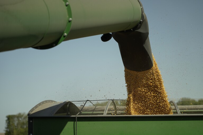 Harvested corn grain is dumped into a grain wagon, Tuesday, Oct. 10, 2023, at a farm near Allerton, Ill. (AP Photo/Joshua A. Bickel)