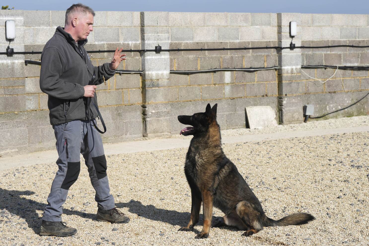 Pets with a toolkit: Protection dogs train to handle burglars as sports stars boost home security