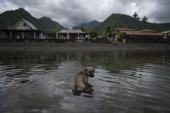 A dog sits atop a coral in the lagoon in Teahupo'o, Tahiti, French Polynesia, Tuesday, Jan. 16, 2024. (AP Photo/Daniel Cole)