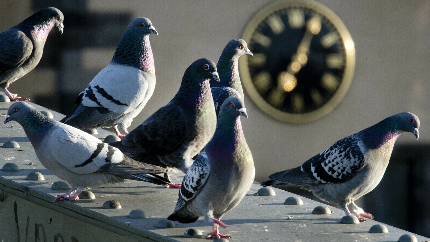 Референдумът в германски град за унищожаване на гълъби предизвика вълнение от активисти за правата на животните