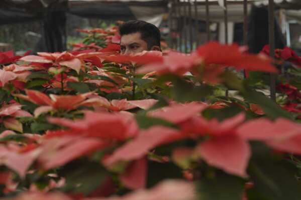Producer Pablo Perez walks amid his potted poinsettias in a greenhouse in the San Luis Tlaxialtemalco district of Mexico City, Thursday, Dec. 14, 2023. The universal Christmas icon is native to Mexico where the poinsettia is commonly known as "la flor de Nochebuena" or Christmas Eve Flower and by some as "cuetlaxochitl", as it is called in Nahuatl. (AP Photo/Marco Ugarte)