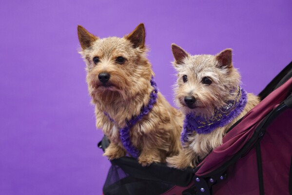 Benny, on the left, and Tansey, Norwich Terriers, seated in a stroller at the 149th Westminster Kennel Club Dog Show, Saturday February 8, 2025, in New York. (AP photo / Heather khalifa)