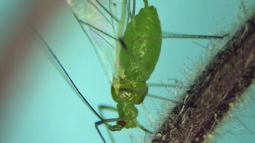 In this photo provided by Andrew Jensen, an aphid feeds on a native flowering plant called 