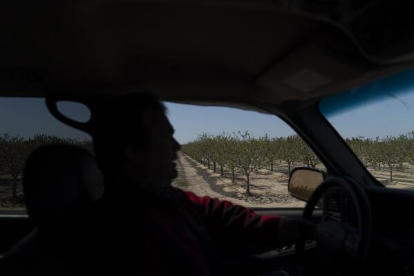 Ron Caetano drives his SUV past a pistachio orchard near his home in the Island District of Lemoore, Calif., Wednesday, April 19, 2023. Caetano packed photos and valuables in a trailer and food in carry totes so he can leave home in less than an hour should the river water rush in. (AP Photo/Jae C. Hong)