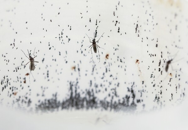 Mosquitoes lay eggs inside the World Mosquito Program's factory, in Medellin, Colombia, Thursday, Aug. 10, 2023. (AP Photo/Jaime Saldarriaga)