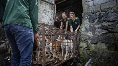 Members of anti-animal cruelty group Humane Society International, (HSI) transport a cage containing dogs from a slaughter house in Tomohon, North Sulawesi, Indonesia, Friday, July 21, 2023. Authorities on Friday announced the end of the "brutally cruel" dog and cat meat slaughter at a notorious animal market on the Indonesian island of Sulawesi following a years-long campaign by local activists and world celebrities. (AP Photo/Mohammad Taufan)