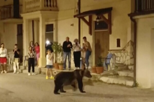 A frame grab from a footage showing a she-bear strolling in San Sebastiano Dei Marsi, Italy, Saturday, Aug. 26 ,2023. The Italian iconic mamma bear 