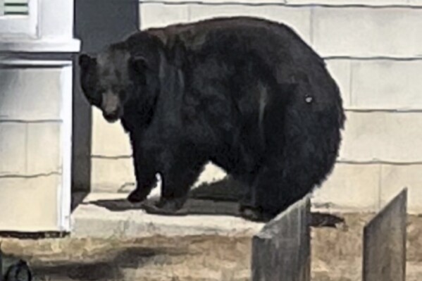 This undated photo provided by the California Department of Fish and Wildlife shows the South Lake Tahoe conflict bear 64F. California authorities have captured four suspects in multiple break-ins at homes around South Lake Tahoe, a mama bear and three of her cubs. The Department of Fish and Wildlife says DNA has confirmed the large female black bear and her three little accomplices were responsible for at least 21 instances of property damage since 2022. (California Department of Fish and Wildlife via AP)