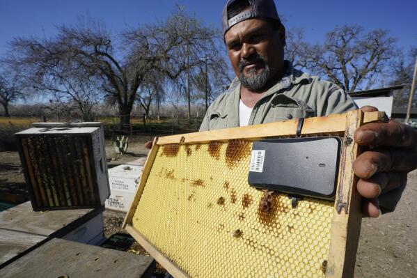 CORRECTS NAME TO HELIO NOT HELLO Beekeeper Helio Medina displays a beehive frame outfitted with a GPS locater that will be installed in one of the beehives he rents out, in Woodland, Calif., Thursday, Feb. 17, 2022. As almond flowers start to bloom, beekeepers rent their hives out to farmers to pollinate California's most valuable crop, but with the blossoms come beehive thefts. Medina says last year he lost 282 hives estimated to be worth $100,000, and is now installing GPS-enabled sensors to help find the stolen hives. (AP Photo/Rich Pedroncelli)