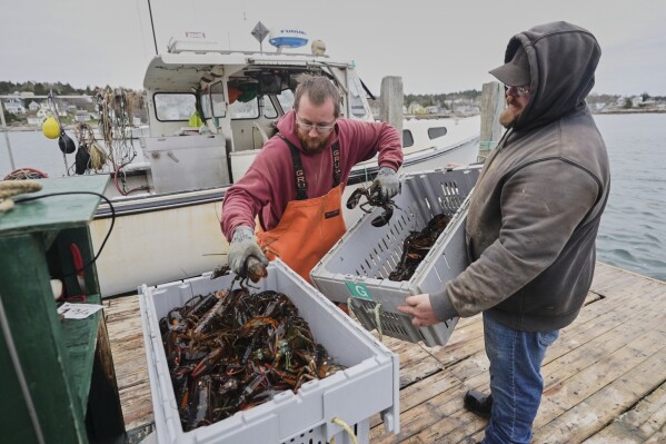 Commercial dealers weigh creates of lobsters on a dock in Stonington, Maine, on Friday, May 2, 2025. (AP Photo/Robert F. Bukaty)