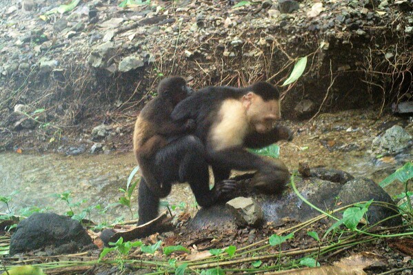 This photo provided by researchers shows a baby howler monkey clinging onto a young adult male capuchin monkey on Jicarón Island, Panama in September 2022. (Brendan Barrett/Max Planck Institute of Animal Behavior via AP)