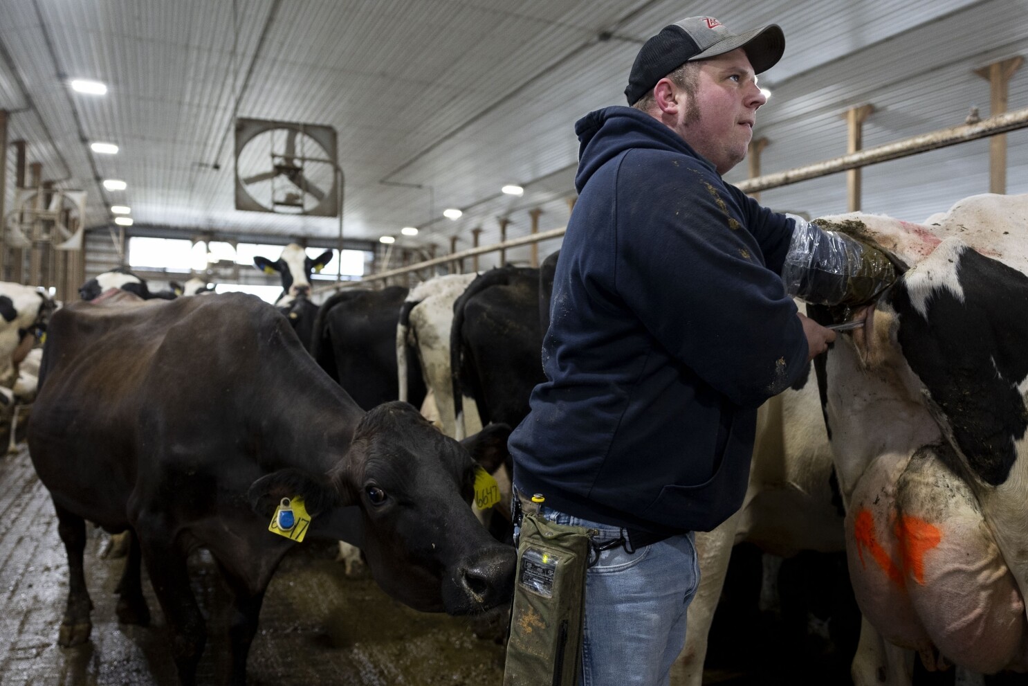 Organic acreage is shrinking in America
