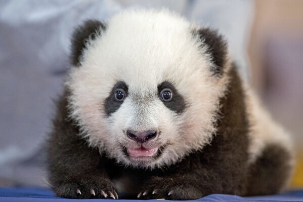 FILE - Bei Bei, the National Zoo's newest panda and offspring of Mei Xiang and Tian Tian, is presented for members of the media at the National Zoo, Dec. 14, 2015, in Washington. Panda lovers in America received a much-needed injection of hope Wednesday, Nov. 15, 2023, as Chinese President Xi Jinping said his government was “ready to continue” loaning the black and white icons to American zoos. (AP Photo/Andrew Harnik, File)