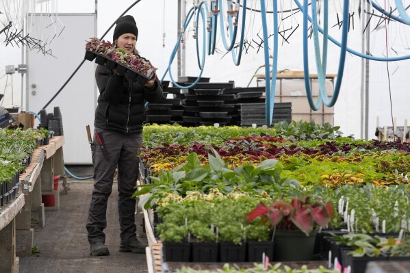 Katy Rogers, the farm manager at Teter Organic Farm and Retreat Center, holds a flat of plants inside greenhouse at the facility, Thursday, March 21, 2024, in Noblesville, Ind. Rogers said in many cases it's a misconception that organic farmers are harboring massive pest infestations. (AP Photo/Darron Cummings)