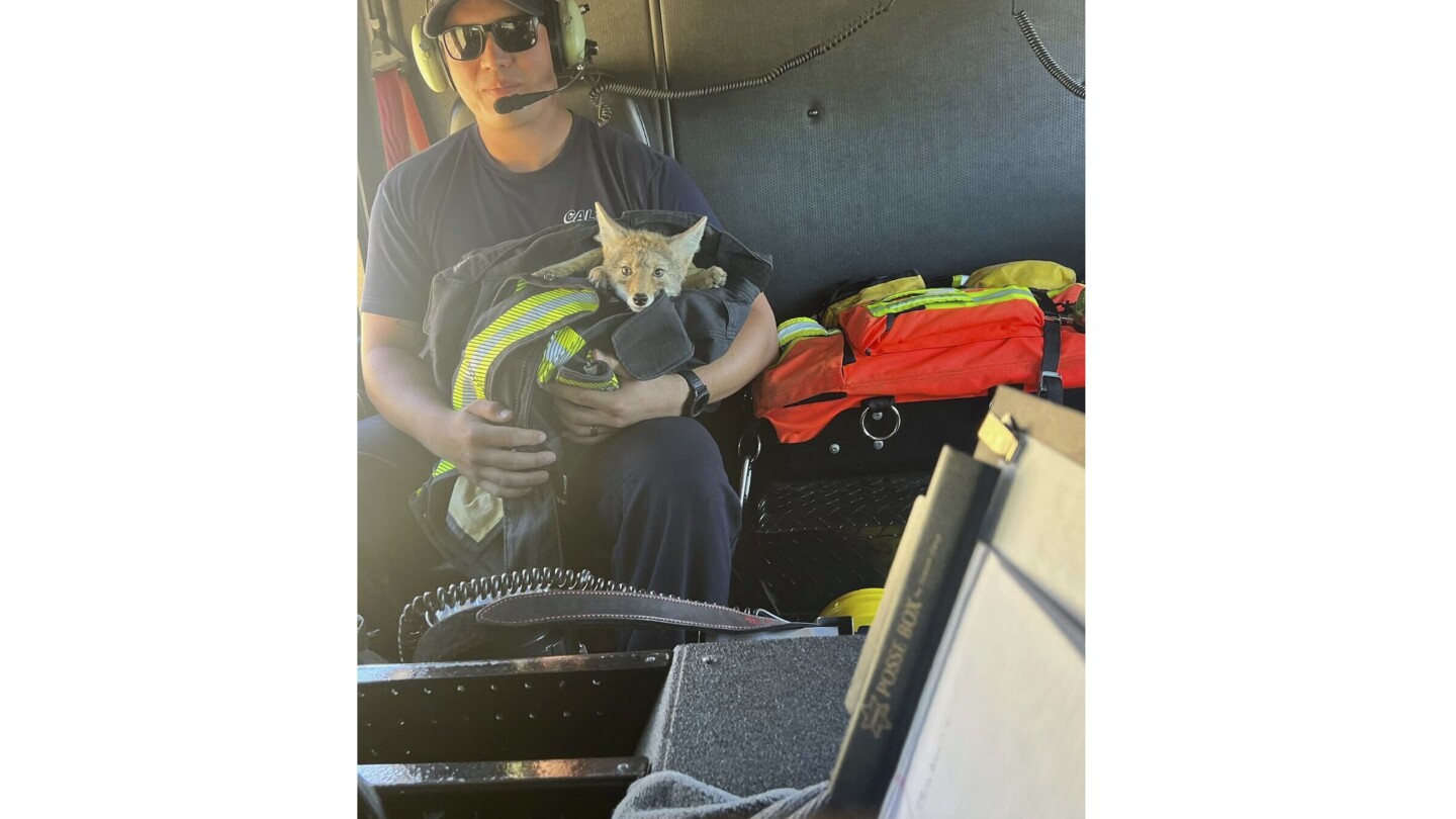 Dehydrated coyote pup dies after it was rescued by California firefighters