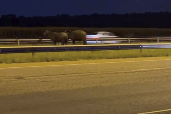 In this grab taken from video provided by Crystal Park Community Police Forum, two buffaloes walk on the R21 highway in Johannesburg, South Africa, Saturday, March 2, 2024. Two buffaloes were spotted walking down the middle of a major highway Saturday on the outskirts of the country's biggest city, Johannesburg. Some startled motorists took pictures and videos on their phones. A search team has now located the buffaloes and is preparing to capture and relocate them to a game farm. (Crystal Park Community Police Forum via AP)
