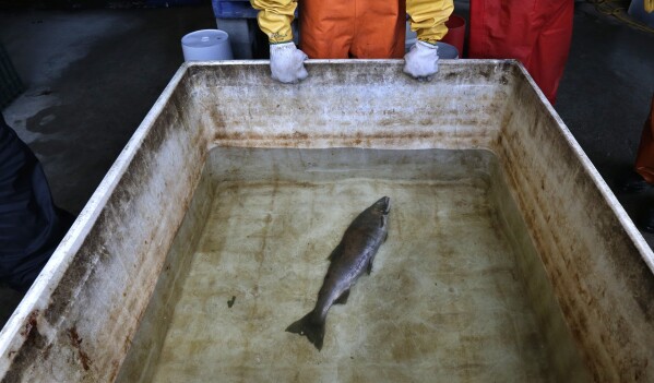 FILE - Julann Spromberg, a research toxicologist with Ocean Associates Inc., working under contract with NOAA Fisheries, observes a salmon placed in a tank of clear water after it died from four hours of exposure to unfiltered highway runoff water on Oct. 20, 2014. The Environmental Protection Agency on Nov. 2, 2023, granted a petition submitted by Native American tribes in California and Washington state asking federal regulators to prohibit the use of the chemical 6PPD in tires due to its lethal effect on salmon, steelhead trout, and other wildlife. (AP Photo/Ted S. Warren, File)