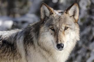 FILE - This Nov. 7, 2017 file photo provided by the National Park Service shows a wolf in Yellowstone National Park, Wyo. Two conservation groups on Wednesday, Aug. 25, 2021 asked the Biden administration to reinstate a federal monitoring program to oversee Idaho’s and Montana’s management of wolves following changes in wolf hunting laws in the two states intended to drastically reduce wolf numbers. (Jacob W. Frank/National Park Service via AP, File)