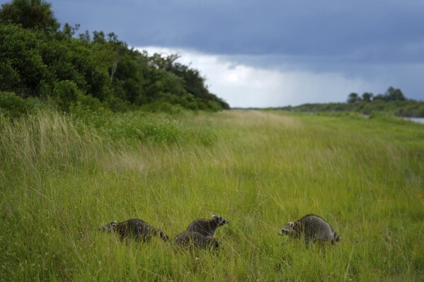 Raccoons explore their new environment after being released on the Miccosukee Indian Reservation in the Florida Everglades, Monday, Sept. 9, 2024. The Miccosukee Tribe partners with the South Florida Wildlife Center to rehome rescued and rehabilitated animals from native species such as raccoons, screech owls and squirrels. Populations of small mammals in the Everglades have been decimated by flooding, habitat loss and the proliferation of invasive pythons. (AP Photo/Rebecca Blackwell)