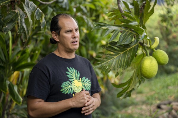 Hokuao Pellegrino talks about the history of breadfruit in Lahaina at Noho'ana Farm on Tuesday, Oct. 10, 2023, in Waikapu, Hawaii. Pellegrino said the efforts to replant breadfruit in Lahaina should also come with efforts to teach people about its care and its uses: “We want people to use the breadfruit. We don’t want it just to be in the landscape.” (AP Photo/Mengshin Lin)