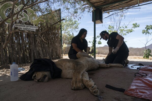 Staff prepare a lioness for transfer, at the animal refuge Ostok Sanctuary, on the outskirts of Culiacan, Mexico, Monday, May 19, 2025. (AP Photo/Felix Marquez)