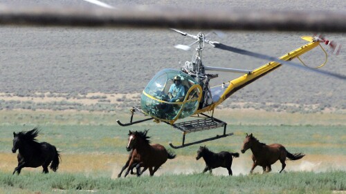FILE - A ranching helicopter pilot rounds up wild horses from the Fox & Lake Herd Management Area, July 13, 2008, in Washoe County, Nevada.  Eleven feral horses have died in the first 10 days of a large gathering of mustangs in Nevada.  A Las Vegas congresswoman said the string of tragedies since July 9, 2023 underscores the urgent need to ban the use of helicopters to capture animals.  (AP Photo/Brad Horn, File)