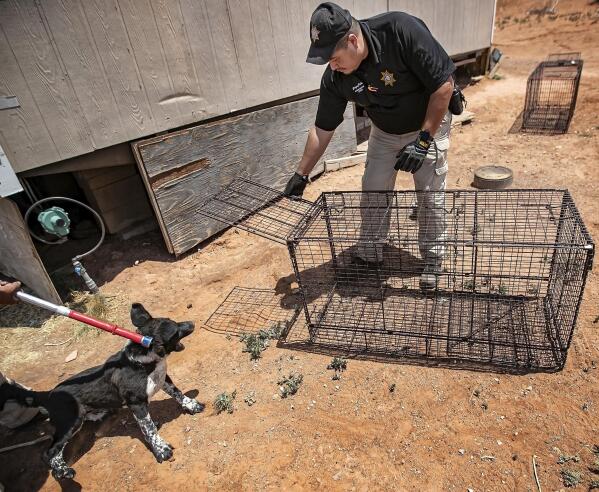 ADVANCE FOR PUBLICATION ON SATURDAY, JUNE 26, AND THEREAFTER - Navajo Nation Animal Control Officer Gregory Pahe resets a trap after capturing a young stray during a roundup of stray dogs in the small community of Sundance on the Navajo Nation reservation near Gallup, N.M., on June 15, 2021. (Jim Weber/Santa Fe New Mexican via AP)