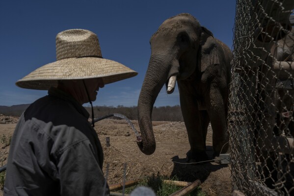 A staff membergives an elephant water at the animal refuge Ostok Sanctuary, on the outskirts of Culiacan, Mexico, Monday, May 19, 2025. (AP Photo/Felix Marquez)