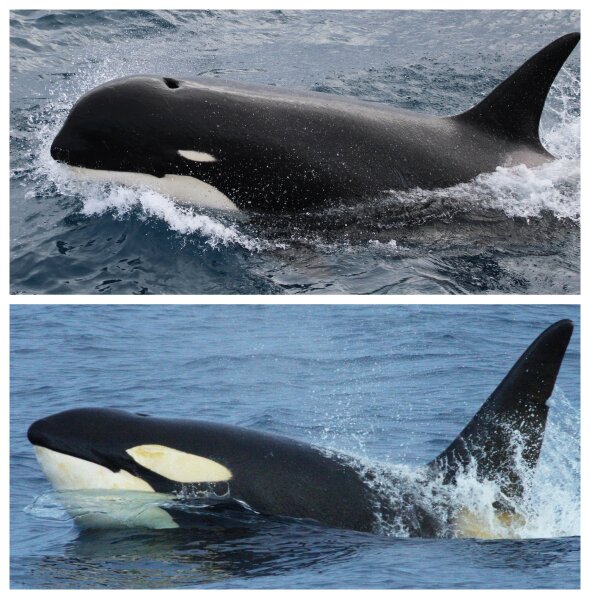 
              This combination of photos provided by Paul Tixier and NOAA shows a Type D killer whale, top, and a more common killer whale. “This is the most different looking killer whale I’ve ever seen,” said marine ecologist Robert Pitman, who was part of the international discovery team that spotted the orcas in Cape Horn off southern Chile. “Everybody’s wondering what’s going with these guys. They are so different.” (Paul Tixier/CEBC CNRS/MNHN Paris, Robert Pitman/NOAA via AP)
            