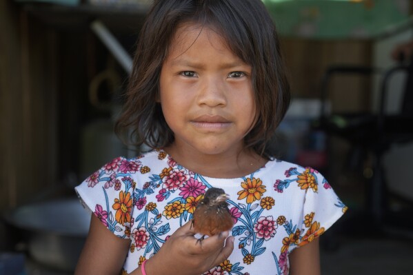 An Indigenous Wari' girl holds a little bird in Guajara-Mirim, Rondonia state, Brazil, Thursday, July 13, 2023. (AP Photo/Andre Penner)
