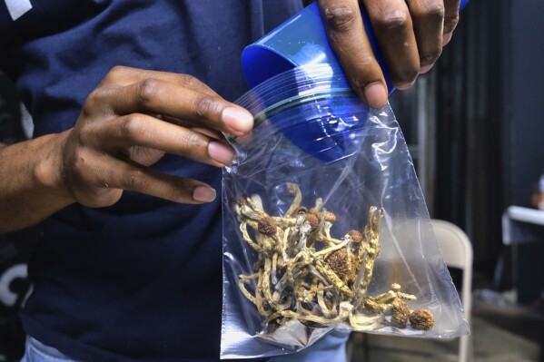 FILE - A vendor bags psilocybin mushrooms at a pop-up cannabis market on May 24, 2019. Minneapolis is backing away from enforcing laws that criminalize psychedelic plants. On Friday, July 21, 2023, Mayor Jacob Frey ordered police to stop using taxpayer dollars to enforce most laws against hallucinogenic plants, which include psilocybin mushrooms, ayahuasca and mescaline. (AP Photo/Richard Vogel, File)