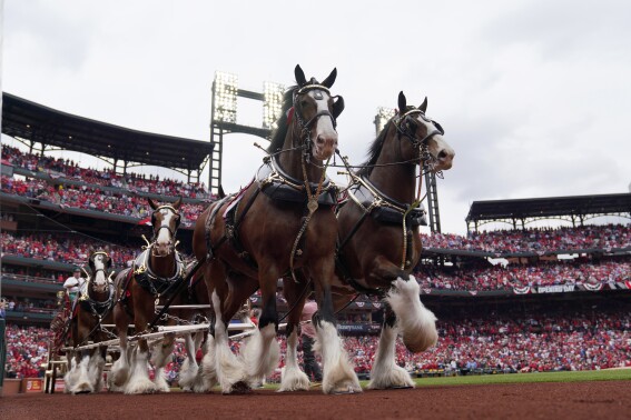 FILE - Budweiser Clydesdales make their way around Busch Stadium as part of the opening day festivities before the start of a baseball game, Thursday, April 7, 2022, in St. Louis. The iconic Budweiser Clydesdales will no longer have their tails shortened using a common, yet controversial, procedure that has drawn the ire of animal activists, parent company Anheuser-Busch InBev announced Wednesday, Sept. 20, 2023. (AP Photo/Jeff Roberson, File)