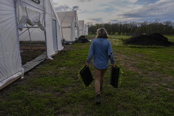 Katy Rogers carries lettuce seedlings to a greenhouse, Friday, April 19, 2024, at Teter Retreat and Organic Farm in Noblesville, Ind. She was playing catchup after heavy rains flooded some of her fields weeks earlier. (AP Photo/Joshua A. Bickel)