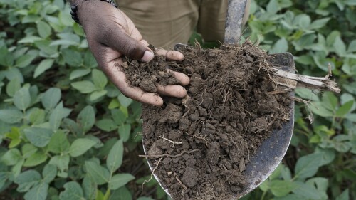 Shalamar Armstrong, associate professor of agronomy at Purdue University, holds a shovel full of soil, Thursday, July 13, 2023, in Fowler, Ind. Cover crops help with maintaining the structure of the soil and storing carbon in the soil, noted by the soil's darker color. (AP Photo/Joshua A. Bickel)