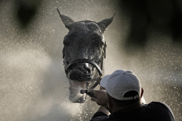 Kentucky Derby runner Grand Mo the First takes a bath after training on Thursday, May 2, 2024 at Churchill Downs in Louisville, Kentucky.  His 150th Kentucky Derby start is scheduled for Saturday, May 4th.  (AP Photo/Charlie Riedel)