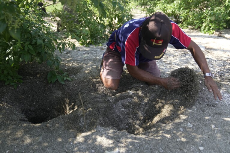 A poacher digs where a maleo laid an egg on a beach in Mamuju, West Sulawesi, Indonesia, Friday, Oct. 27, 2023. (AP Photo/Dita Alangkara)