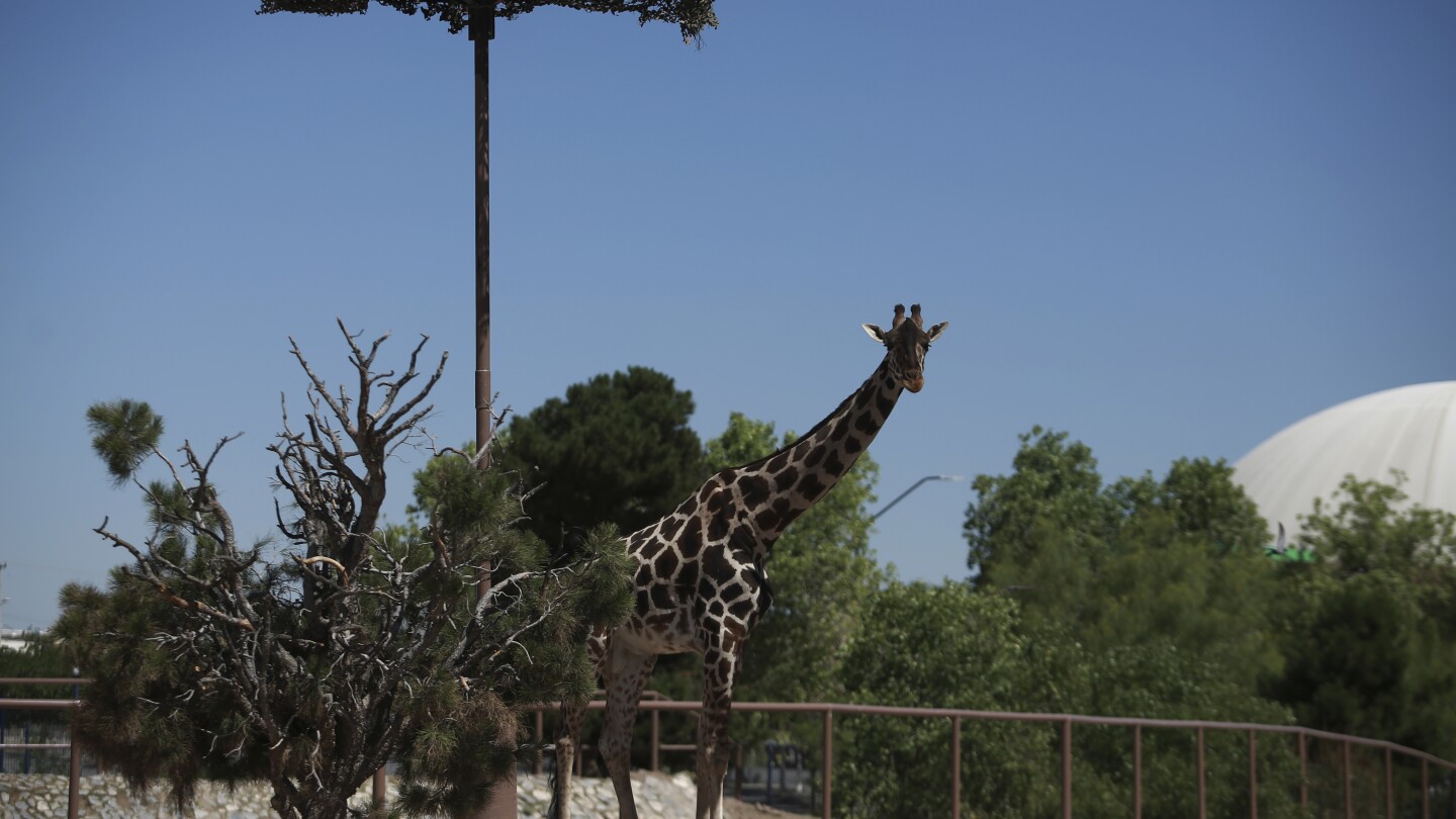 Benito, die Giraffe, verlässt das raue Wetter an der mexikanischen Grenze und macht sich auf den Weg in ein passenderes Zuhause