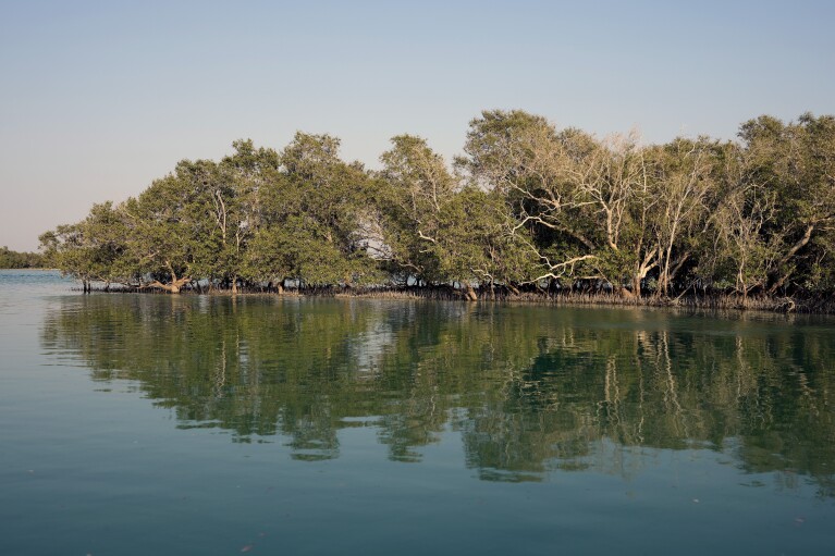 Mangroves are reflected in the water at Al Nouf area southwest of Abu Dhabi, United Arab Emirates, Wednesday, Oct. 11, 2023. (AP Photo/Kamran Jebreili)