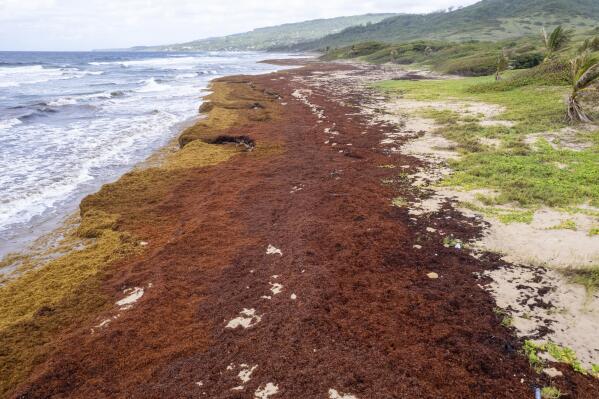 Lakes Beach is covered in sargassum in St. Andrew along the east coast of Barbados, Wednesday, July 27, 2022. More than 24 million tons of sargassum blanketed the Atlantic in June, up from 18.8 million tons in May, according to a monthly report published by the University of South Florida’s Optical Oceanography Lab that noted “a new historical record.” (AP Photo/Kofi Jones)