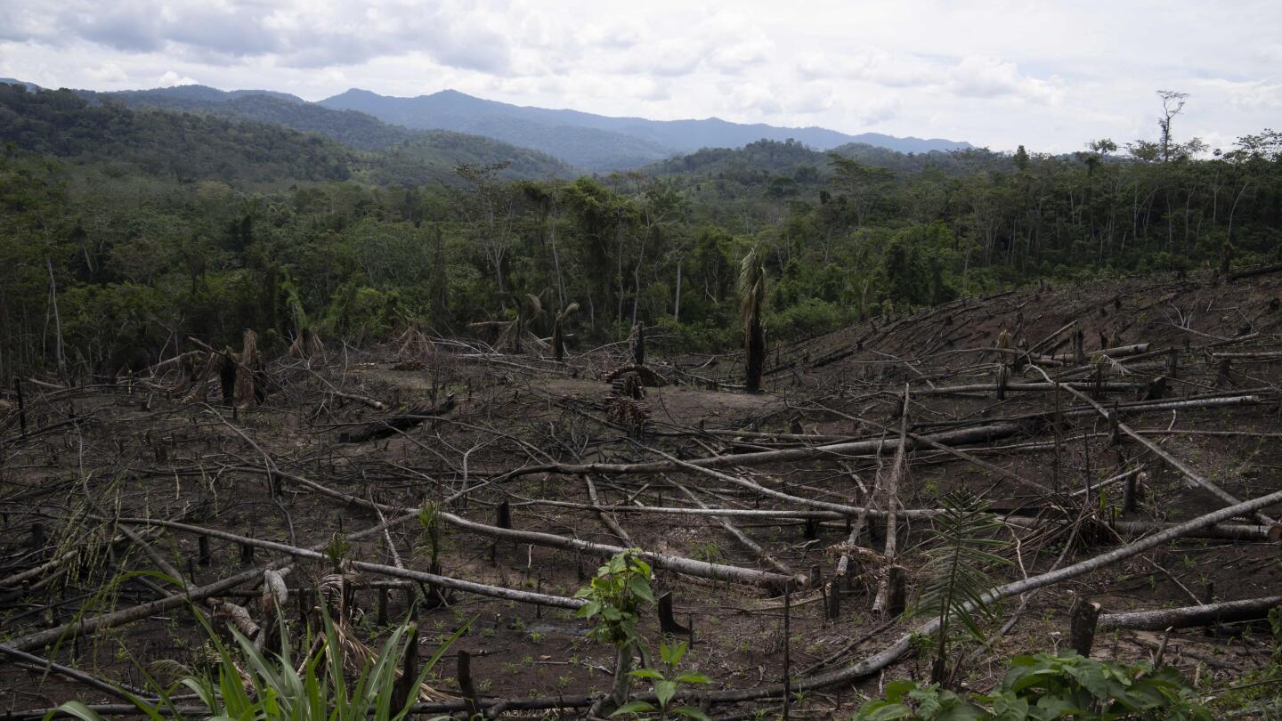 Trees and Carbon Dioxide: What Is the True Connection?