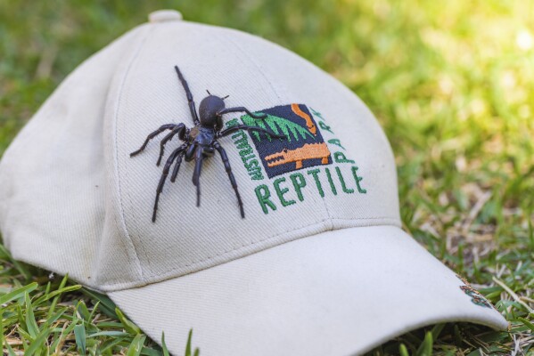 In this Dec. 10, 2023 photo supplied by the Australian Reptile Park, a male specimen of the Sydney funnel-web spider, the world's most poisonous arachnid, has been found and donated to the Australian Reptile Park, north of Sydney. The spider, given the name 