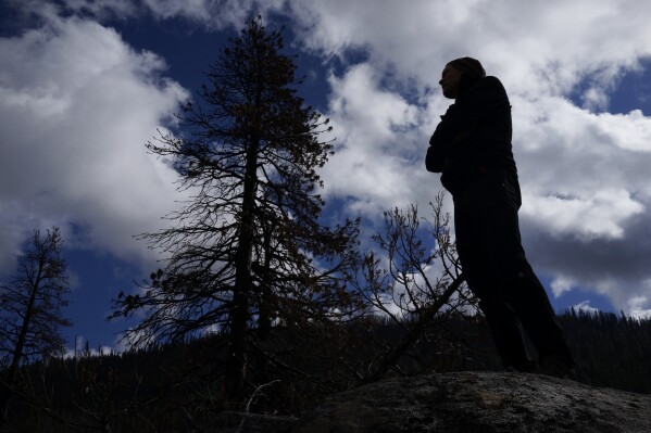 Hugh Safford, an environmental science and policy researcher at the University of California, Davis, is silhouetted as he examines damage from the 2021 Caldor Fire in Eldorado National Forest, Calif., near Lake Tahoe on Oct. 22, 2022. Scientists say forest is disappearing as increasingly intense fires alter landscapes around the planet, threatening wildlife, jeopardizing efforts to capture climate-warming carbon and harming water supplies. (AP Photo/Brian Melley)