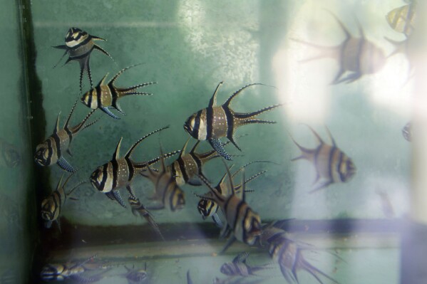 FILE - Banggai cardinalfish swim in a tank at an export warehouse in Denpasar, Bali, Indonesia, April 12, 2021. The federal government is looking to ban importation and exportation of the species of tropical fish that conservation groups have long said is exploited by the pet trade. (AP Photo/Alex Lindbloom, File)