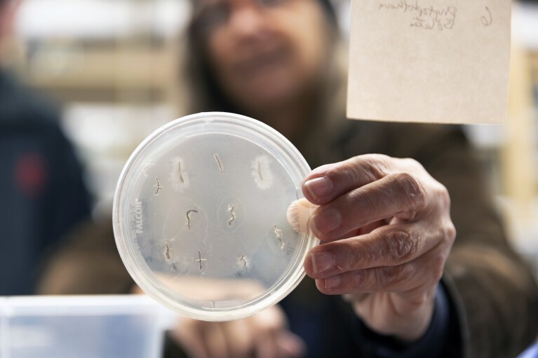 Plant pathology researcher Marianne Elliott holds a petri plate of the fungal disease Phytophthora growing from diseased roots as part of the Trojan fir greenhouse trial at the Washington State University Puyallup Research and Extension Center on Thursday, Nov. 30, 2023, in Puyallup, Wash.  ,  (AP Photo/Jason Redmond)