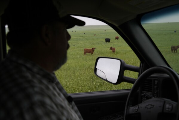 Brian Sprenger checks on his cattle Wednesday, June 21, 2023, in Sidney, Neb. (AP Photo/Brittany Peterson)